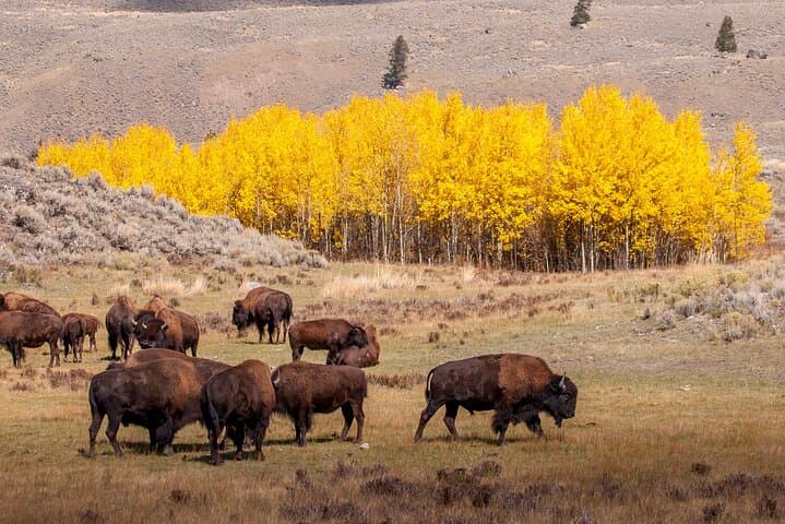 4-Day Yellowstone & Grand Teton Small-Group Tour — Old Faithful, Grand Prismatic & Jackson Lake photo 6