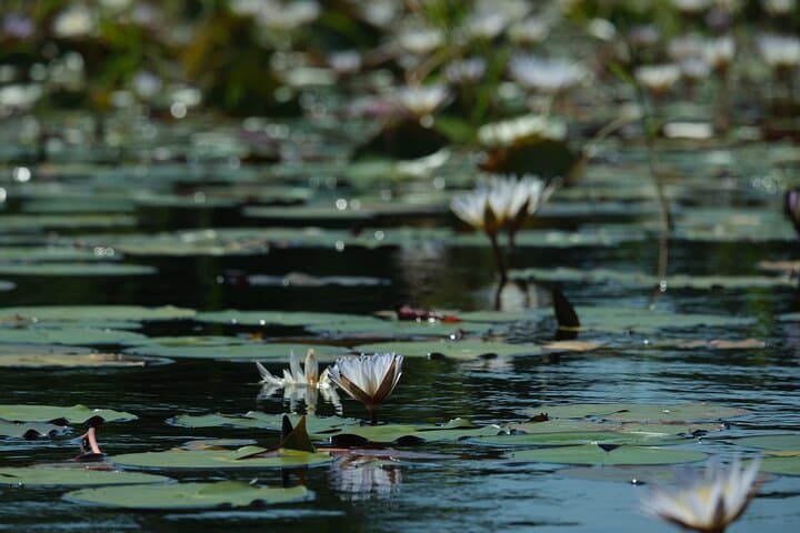 Okavango Delta Mokoro Daytrip: Canoe Through Reeds and Birdlife photo 5