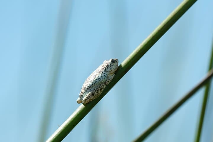 Okavango Delta Mokoro Daytrip: Canoe Through Reeds and Birdlife photo 6