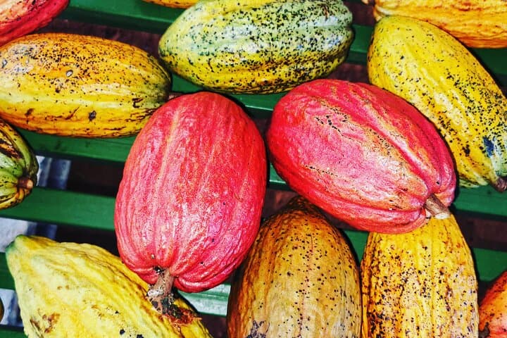 Manuel Antonio: Chocolate & Jungle Night Tour in Quepos, Costa Rica photo 2