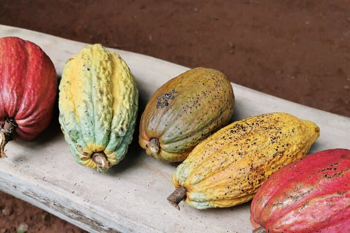 Manuel Antonio: Chocolate & Jungle Night Tour in Quepos, Costa Rica photo 3