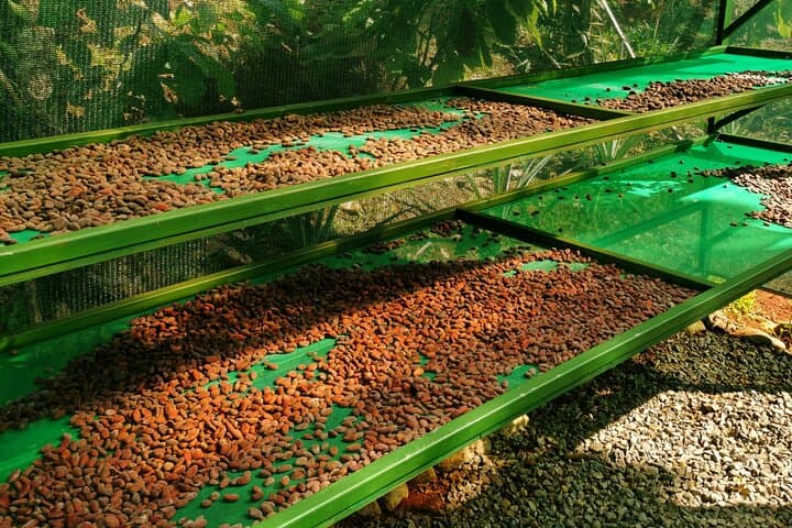 Manuel Antonio: Chocolate & Jungle Night Tour in Quepos, Costa Rica photo 6