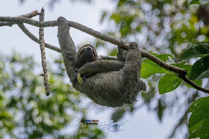 Manuel Antonio National Park Guided Nature Tour — Wildlife Walks, Beaches & Practical Tips