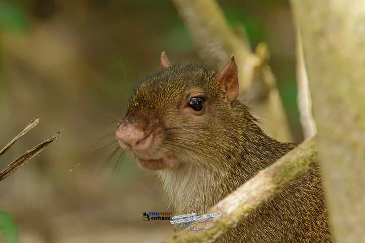 Manuel Antonio National Park Guided Nature Tour — Wildlife Walks, Beaches & Practical Tips photo 2