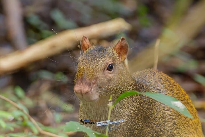 Manuel Antonio National Park Guided Nature Tour — Wildlife Walks, Beaches & Practical Tips photo 3