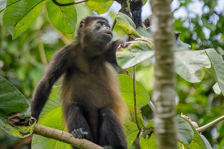 Manuel Antonio National Park Guided Nature Tour — Wildlife Walks, Beaches & Practical Tips photo 4