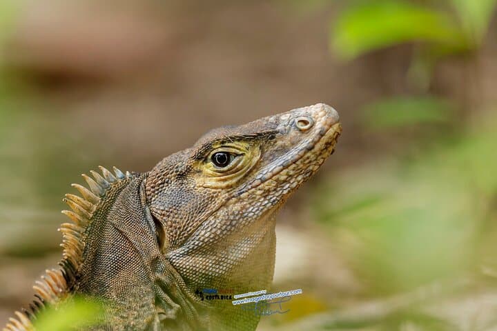 Manuel Antonio National Park Guided Nature Tour — Wildlife Walks, Beaches & Practical Tips photo 5