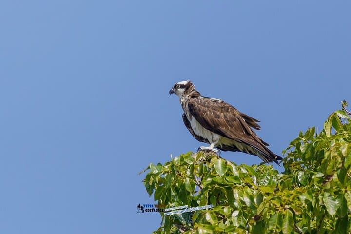 Manuel Antonio National Park Guided Nature Tour — Wildlife Walks, Beaches & Practical Tips photo 6