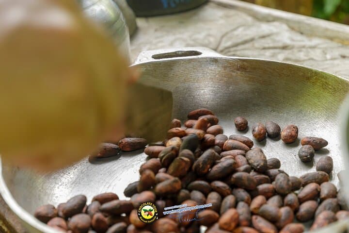 Manuel Antonio Park and Chocolate Tour: Wildlife, Beaches & Cacao Workshop photo 5