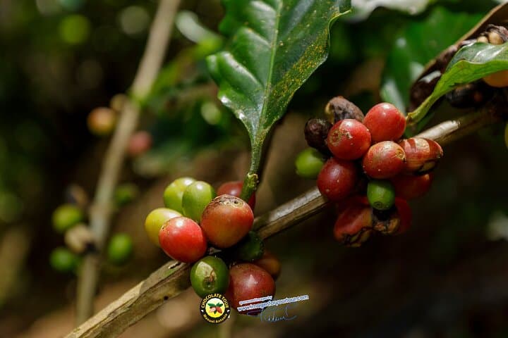 Manuel Antonio Park and Chocolate Tour: Wildlife, Beaches & Cacao Workshop photo 6