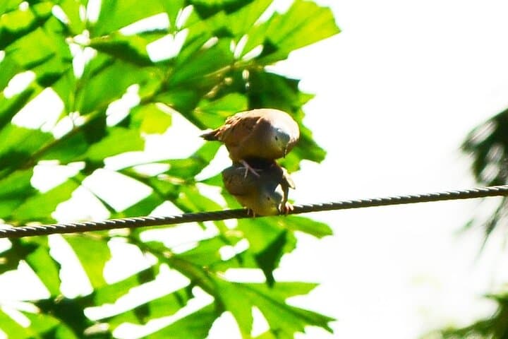 Birdwatching Walk from La Fortuna: Guided Morning Tour by Arenal photo 4