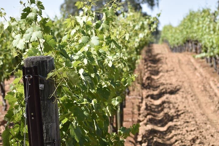 Private Amador County Wine Tours — Customize a 4–6 Hour Tasting Day photo 6