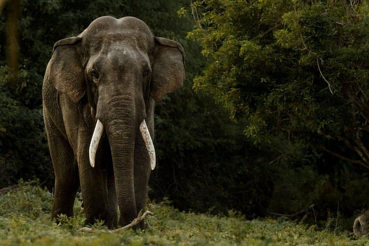 Private All-Inclusive Yala & Bundala Safari with Lunch — Full-Day Wildlife Drive photo 3