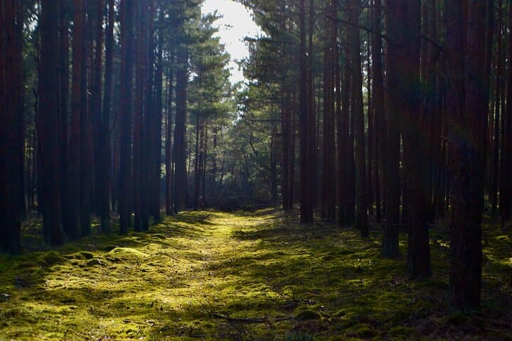 Curonian Spit Day Trip from Vilnius: Dunes, Pine Forests & Smoked Fish photo 3
