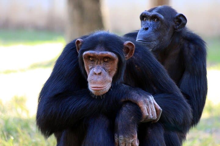 4-Day Kibale and Bwindi Gorilla Trekking Safari: Chimpanzees, Gorillas & Bigodi Wetland