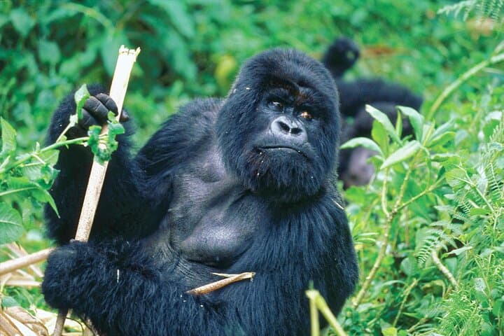 4-Day Kibale and Bwindi Gorilla Trekking Safari: Chimpanzees, Gorillas & Bigodi Wetland photo 2