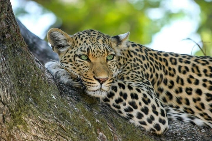 6-Day Uganda Safari: Gorilla Trekking, Lake Mburo & Big Five Encounters