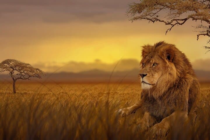 6-Day Uganda Safari: Gorilla Trekking, Lake Mburo & Big Five Encounters photo 2