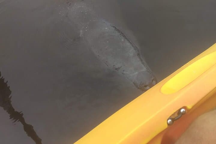 Sunset Kayaking at Manatee Cove (Cocoa Beach): Dolphins & Manatee Sightings photo 2