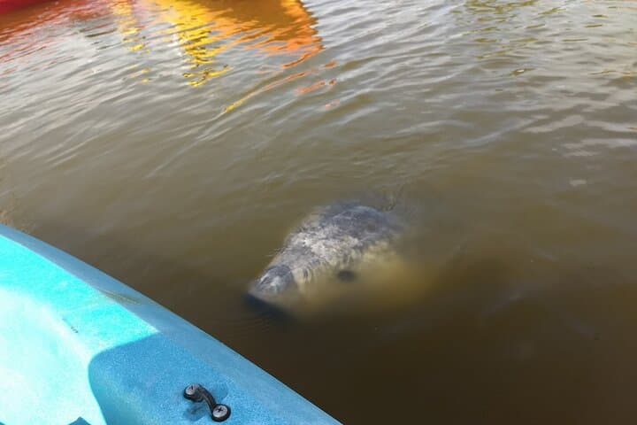 Sunset Kayaking at Manatee Cove (Cocoa Beach): Dolphins & Manatee Sightings photo 5