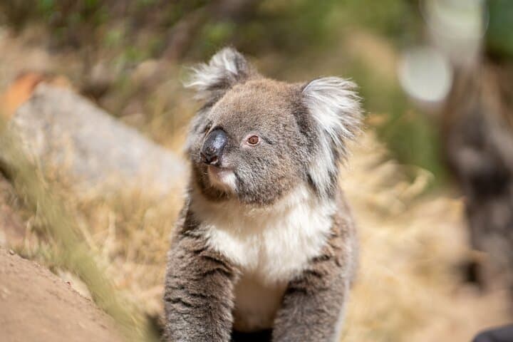Morialta Rock Climb and Abseil: Cliff Faces, Waterfalls, and Views 30 Minutes From Adelaide photo 3