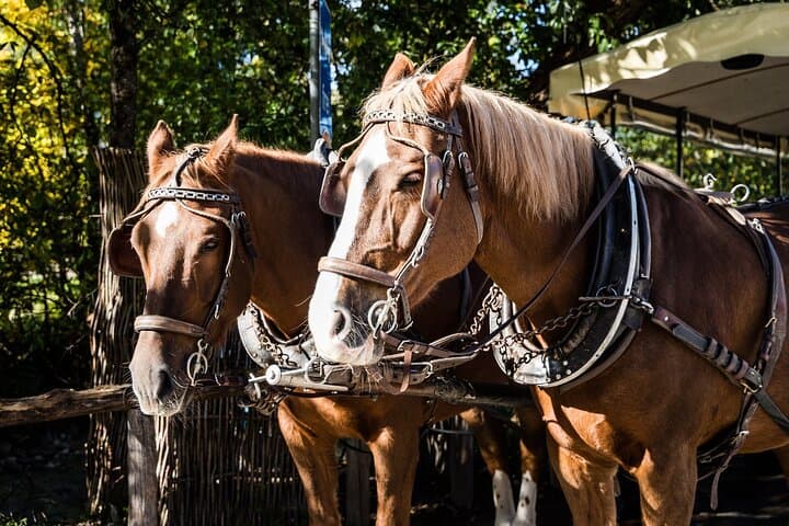Carriage Tour Through Umbria Vineyards with Organic Wine Tasting photo 2