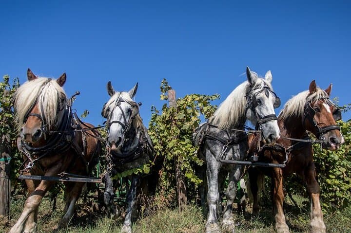 Carriage Tour Through Umbria Vineyards with Organic Wine Tasting photo 5