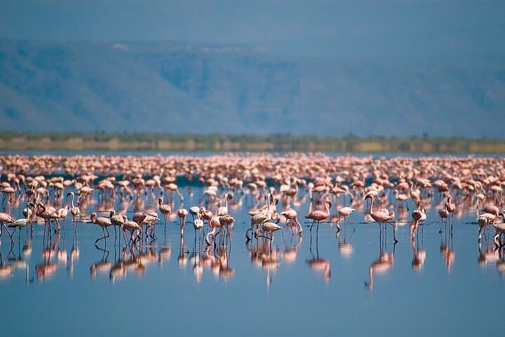 Lake Manyara One-Day Safari: Tree-Climbing Lions, Flamingo Shores & Rift Escarpment Views photo 3