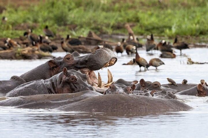 Lake Manyara One-Day Safari: Tree-Climbing Lions, Flamingo Shores & Rift Escarpment Views photo 5
