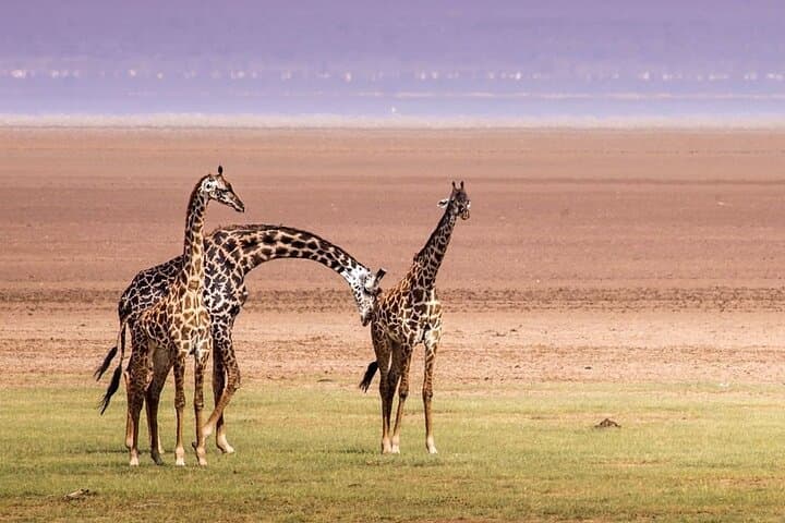 Lake Manyara One-Day Safari: Tree-Climbing Lions, Flamingo Shores & Rift Escarpment Views photo 6