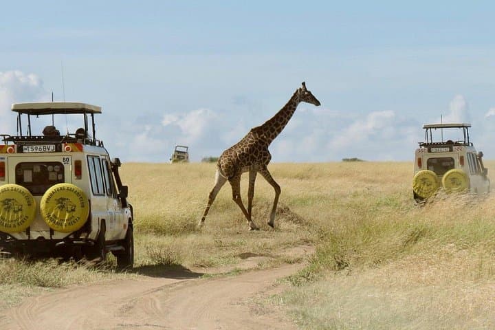 3-Day Maasai Mara Safari from Nairobi — Budget & Luxury Options