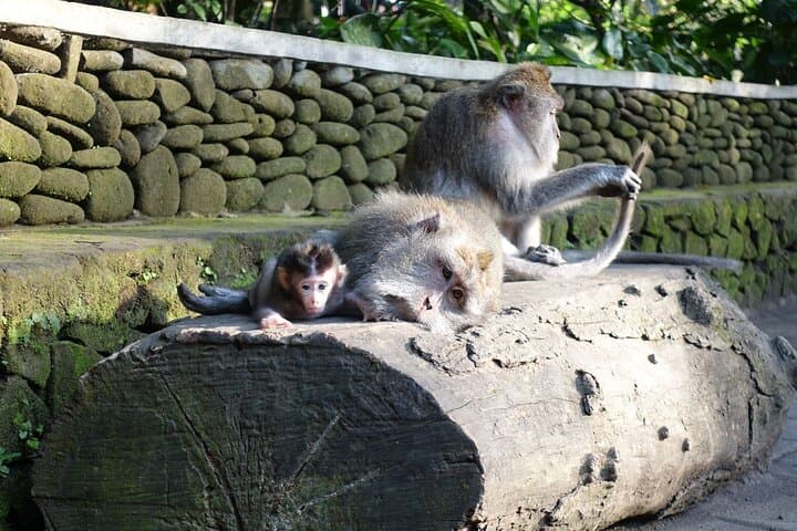 Ayung River Rafting and Ubud Day Tour — 2-Hour Rafting with Monkey Forest & Batuan Temple photo 5