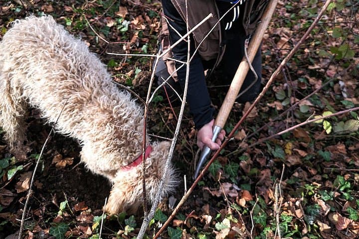 Truffle Hunting in Umbria: Morning Hunt and Truffle Breakfast near Perugia photo 2