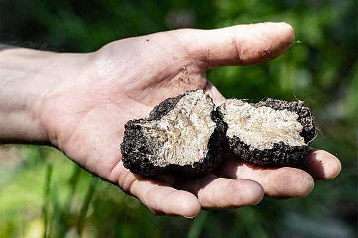 Truffle Hunting in Umbria: Morning Hunt and Truffle Breakfast near Perugia photo 4