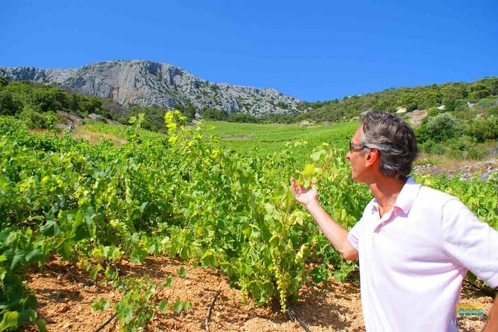 Hvar Half-Day Wine Tour: Two Wineries & Local Delicacies photo 3