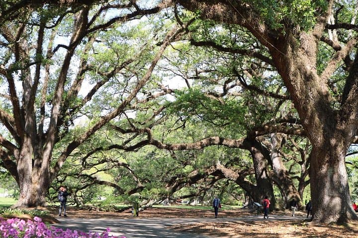 Half-Day Oak Alley Plantation Tour: Live Oaks, River Views & Creole History photo 2