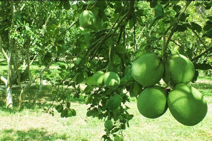 Pedal Thuy Bieu: Half-Day Cycling Through Hue’s Pomelo Gardens photo 2