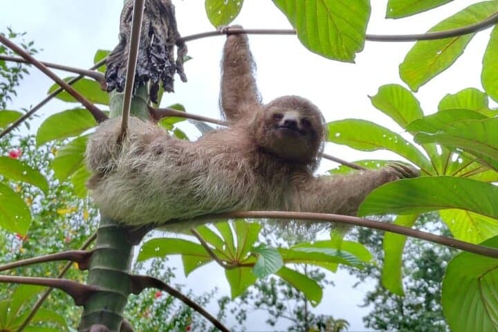 Blue River and Sloths: Río Celeste, Tenorio Hike & Llanos de Cortez Waterfall photo 4