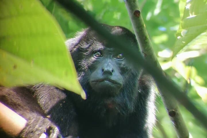Blue River and Sloths: Río Celeste, Tenorio Hike & Llanos de Cortez Waterfall photo 5