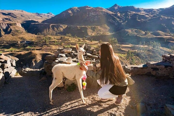 Colca Full Day: Cruz del Cóndor Condor-Watching & Colca Canyon Day Trip from Arequipa