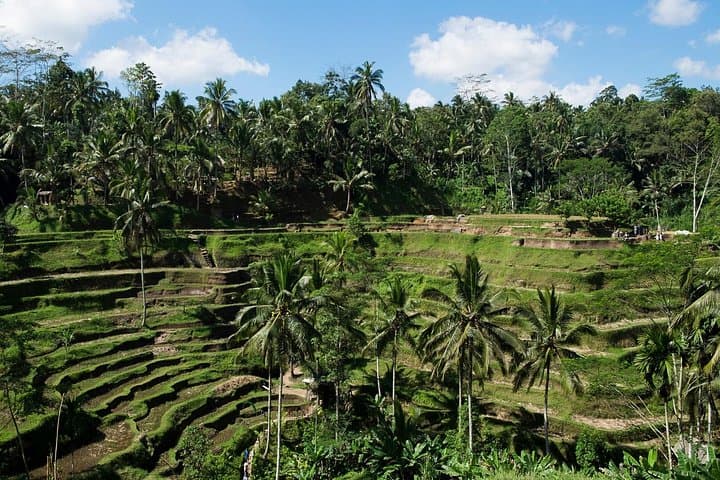 5-Day Private Bali Tour: Ubud, Kintamani & Uluwatu with Airport Transfer photo 2