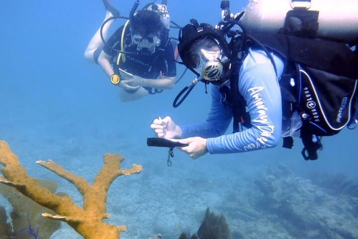 Explore Florida’s Only Living Coral Reef on a Half-Day 2-Tank Scuba Dive in Key Largo photo 4