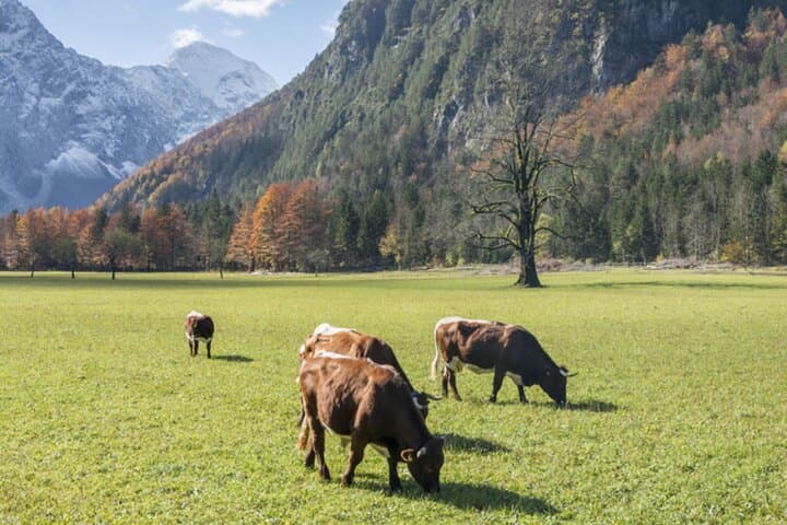 Logar Valley & Rinka Waterfall Private Tour from Ljubljana — Alpine Day Trip photo 4