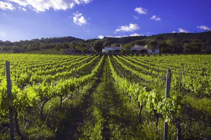 Ronda e-Bike Winery Tour: Easy 20km Ride Through Olive Groves & Bodega Tasting photo 5