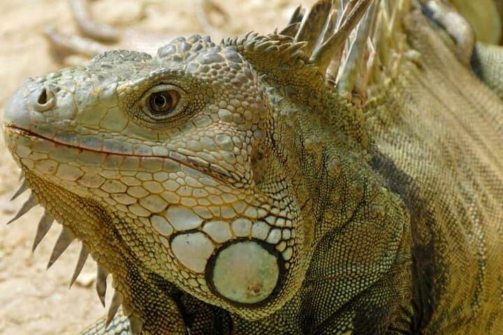 Private Tour: Cartagena National Aviary — 7-Hectare Bird Sanctuary photo 2