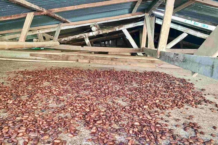 Salento to Viterbo Coffee, Cacao & Panela Full-Day Tour — Coffee Zone Discovery photo 2