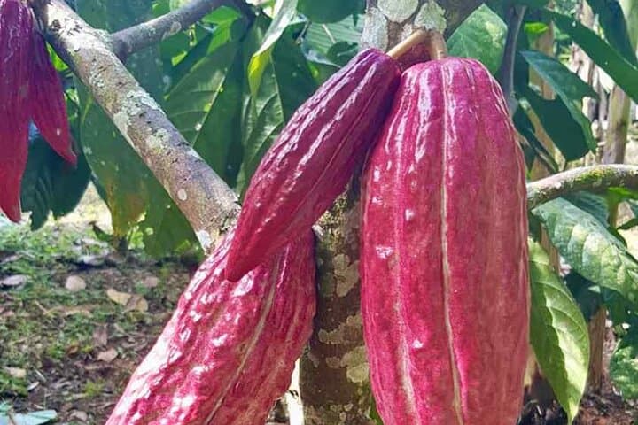 Salento to Viterbo Coffee, Cacao & Panela Full-Day Tour — Coffee Zone Discovery
