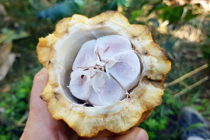 Salento to Viterbo Coffee, Cacao & Panela Full-Day Tour — Coffee Zone Discovery photo 3
