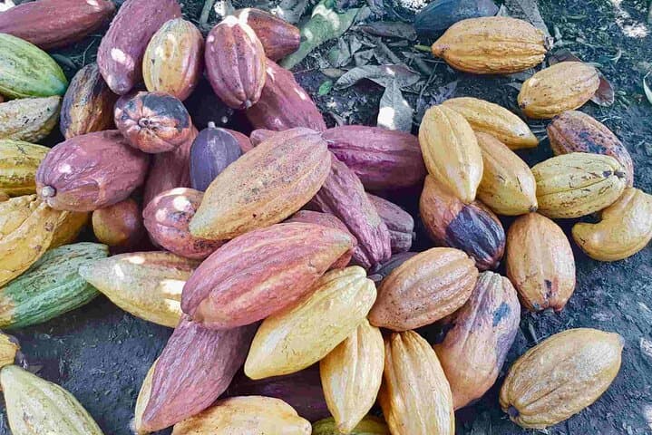 Salento to Viterbo Coffee, Cacao & Panela Full-Day Tour — Coffee Zone Discovery photo 4