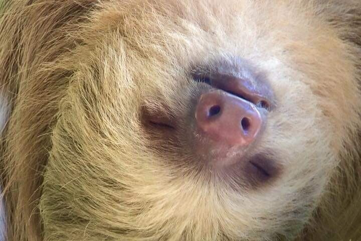 Manuel Antonio Naturalist Walk: Sloth Trail Wildlife Tour in Costa Rica photo 3